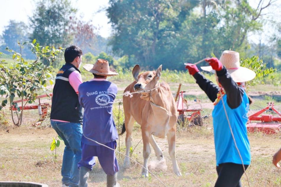 ออกพื้นที่ให้บริการฉีดวัคซีนป้องกันโรคลัมปี สกิน (Lumpy Skin Disease : LSD)